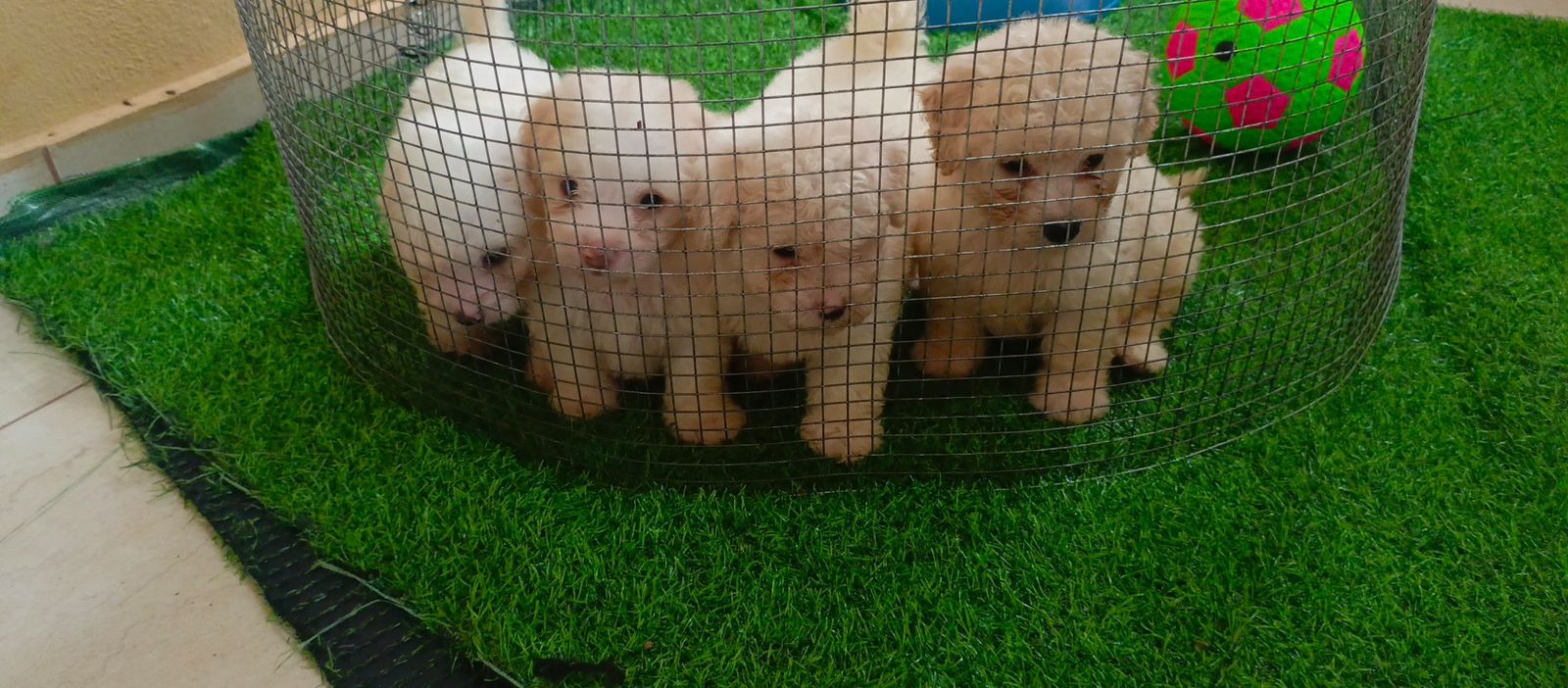 animales y mascotas - OFERTA CACHORRO PODLEE MACHO EN SANTIAGO Y SE ENTR