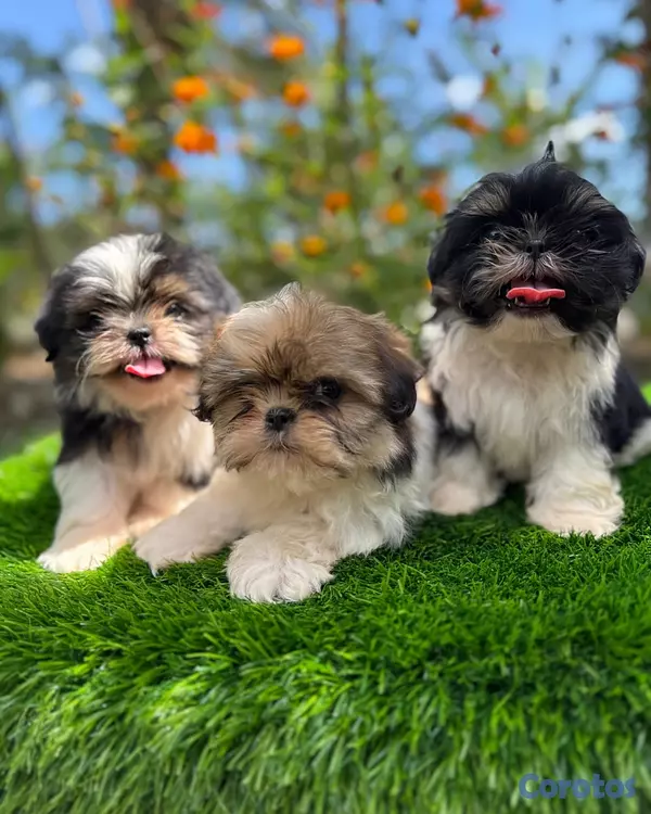 animales y mascotas - Cachorros Shitzo Mini Hembra 6
