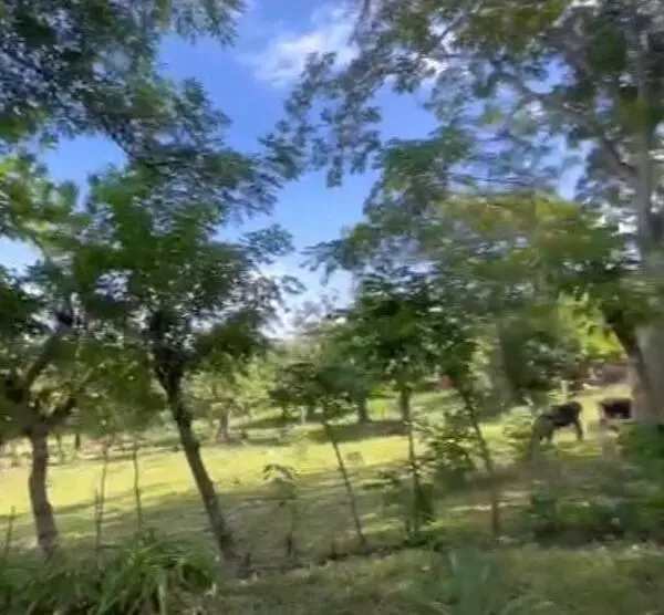 solares y terrenos - Finca de 63 tarea ubicada a 15 minutos del centro de Puerto Plata 3
