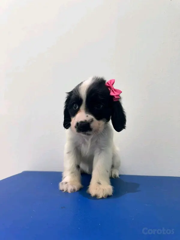 animales y mascotas - hermosos cachorritos de cocker spaniel 7