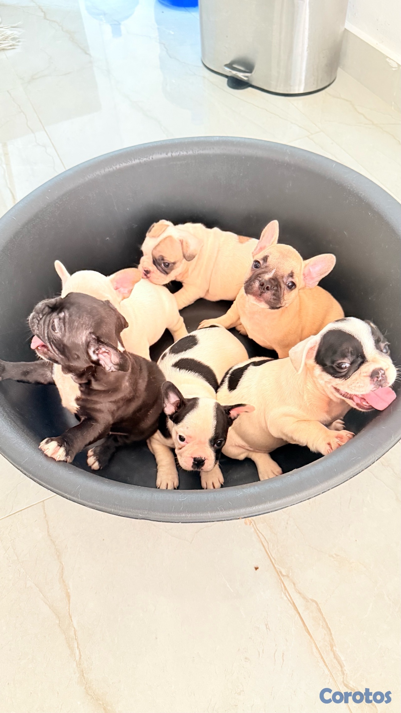 animales y mascotas - Bulldog Francés  1