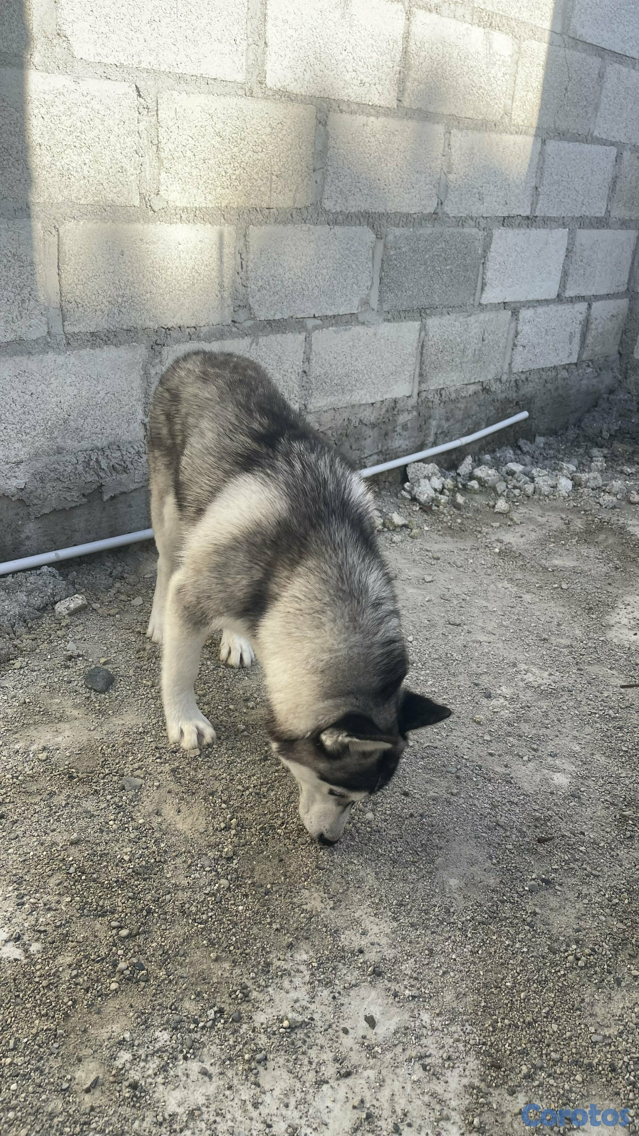 animales y mascotas - HUSKY SIBERIANO MACHO 3