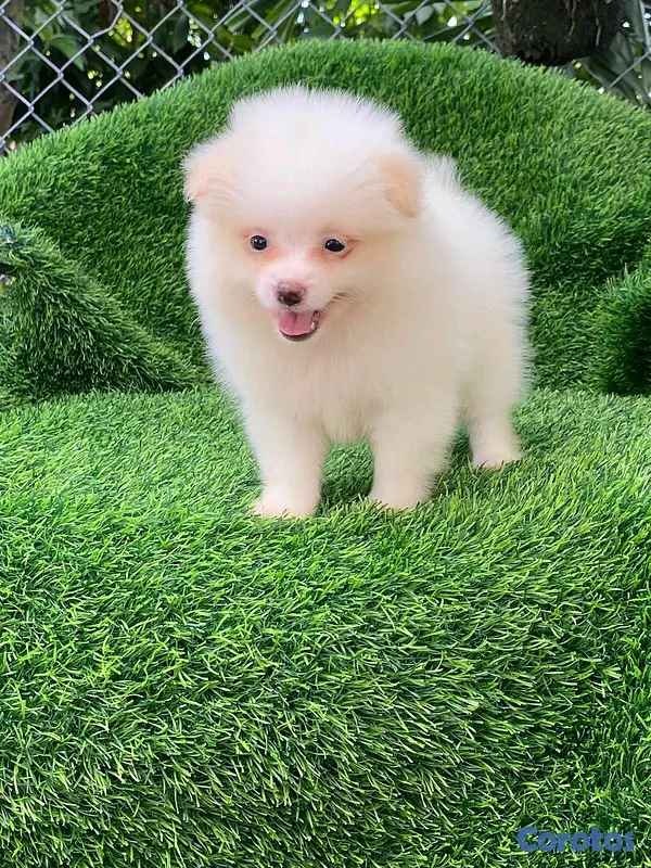 animales y mascotas - Hermosos cachorritos de Pomerania mini  5