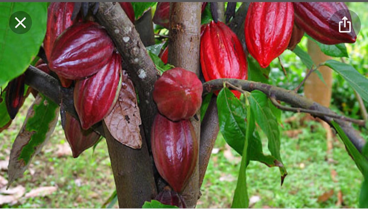 Vendo finca de cacao en producción 