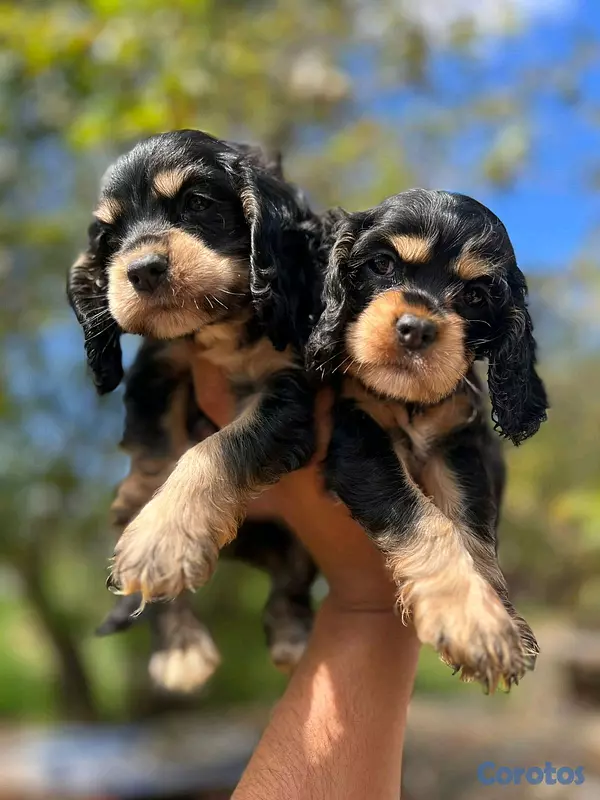 animales y mascotas - hermosos cachorritos de cocker  4