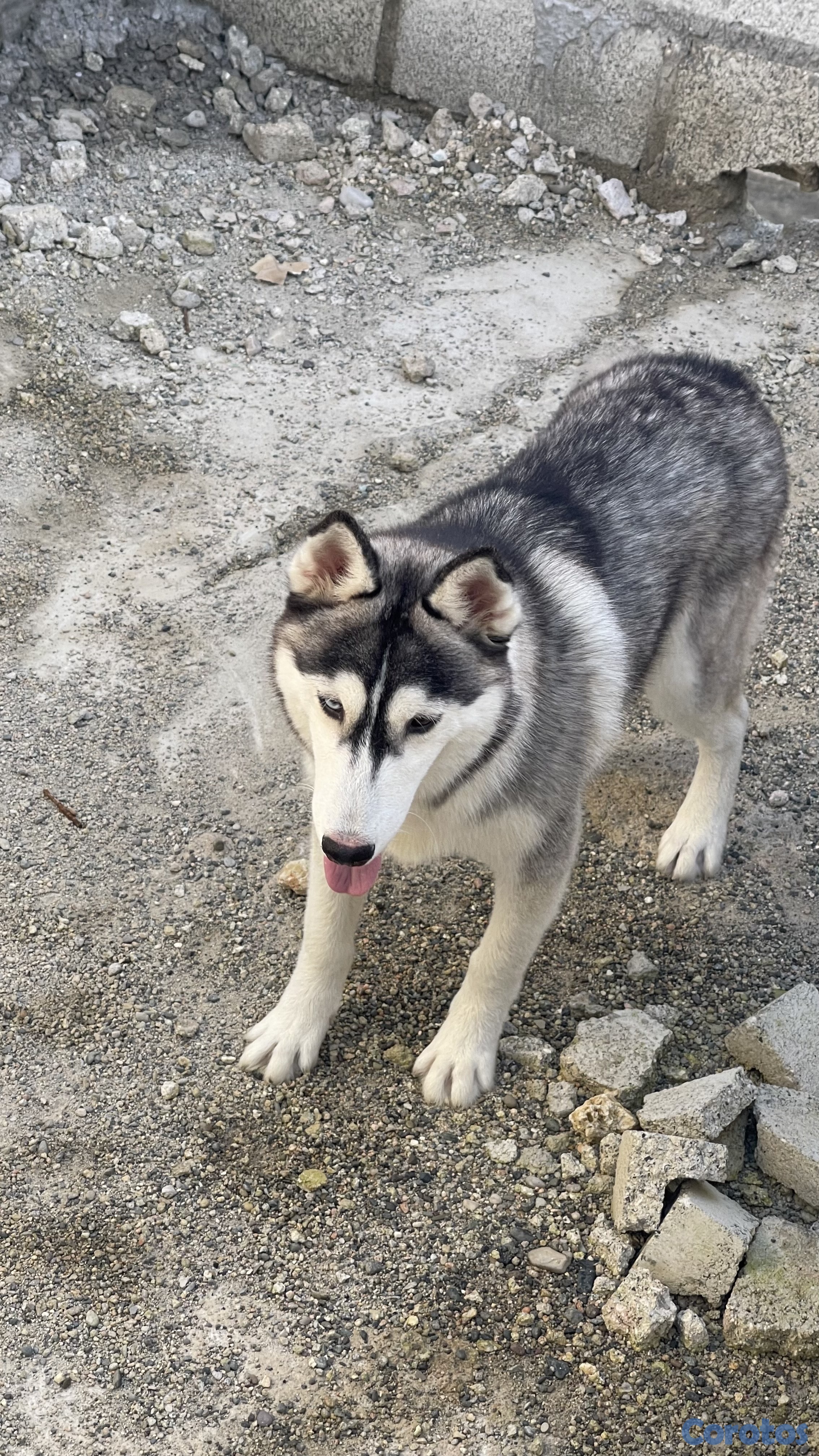 animales y mascotas - HUSKY SIBERIANO MACHO 4