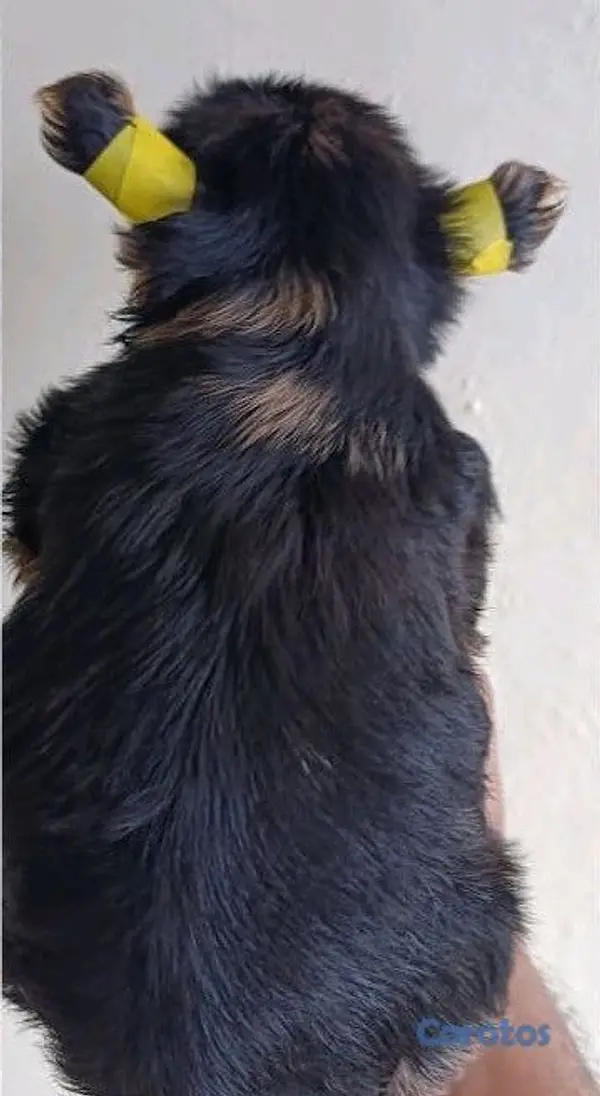 animales y mascotas - Cachorro Yorkshire Terrier Con Merle Macho 2