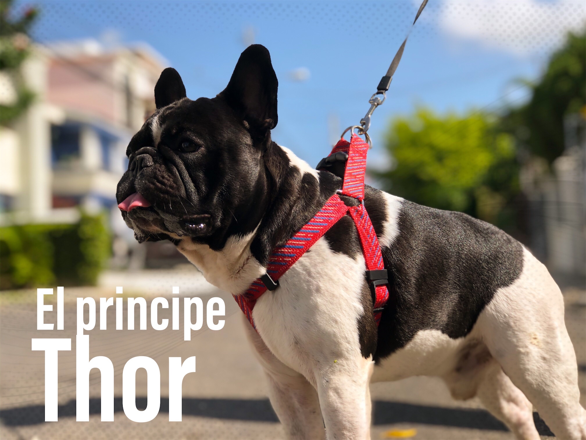 animales y mascotas - BULLDOG MINI TOY, Macho con Pedigree, busca pareja con Pedigree!