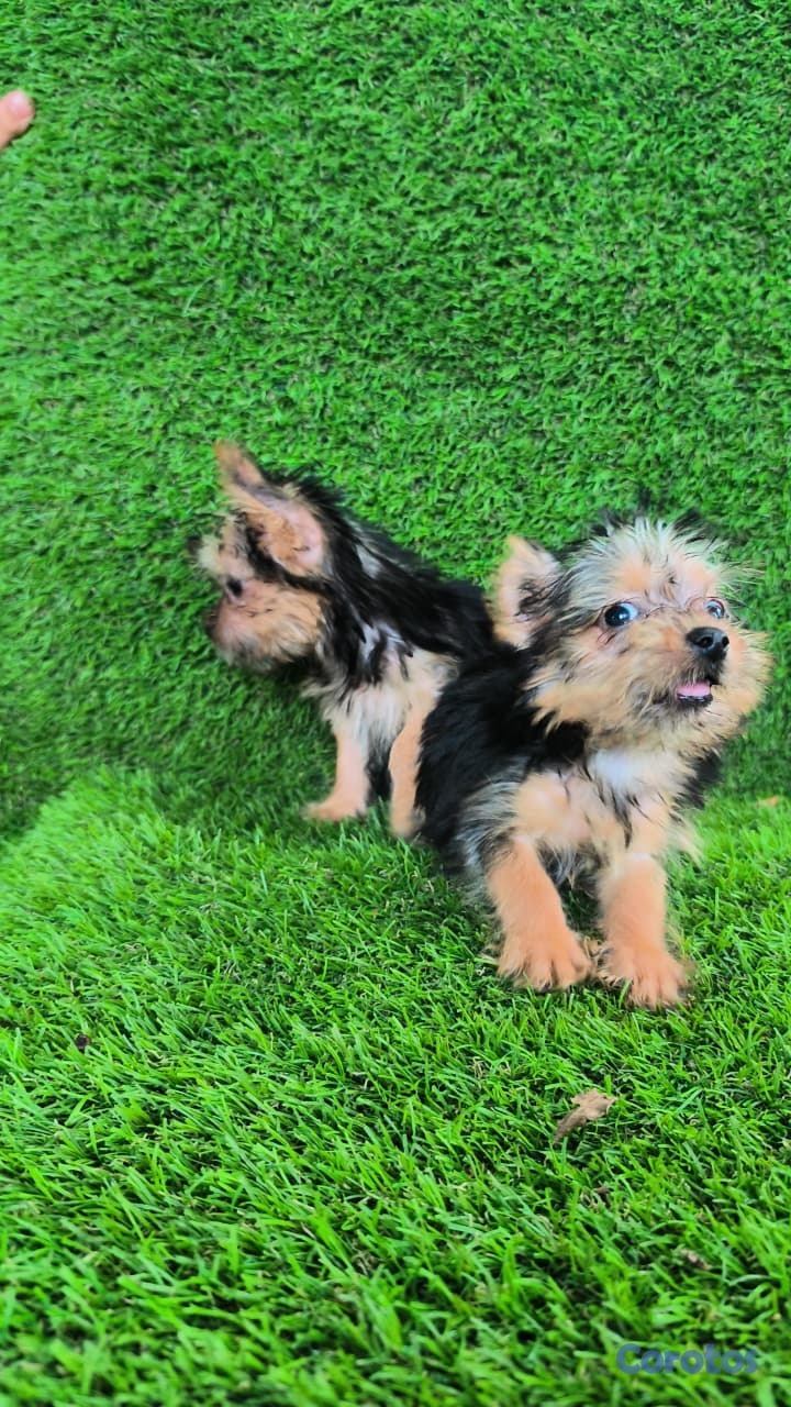 animales y mascotas - Yorki mini machos 1