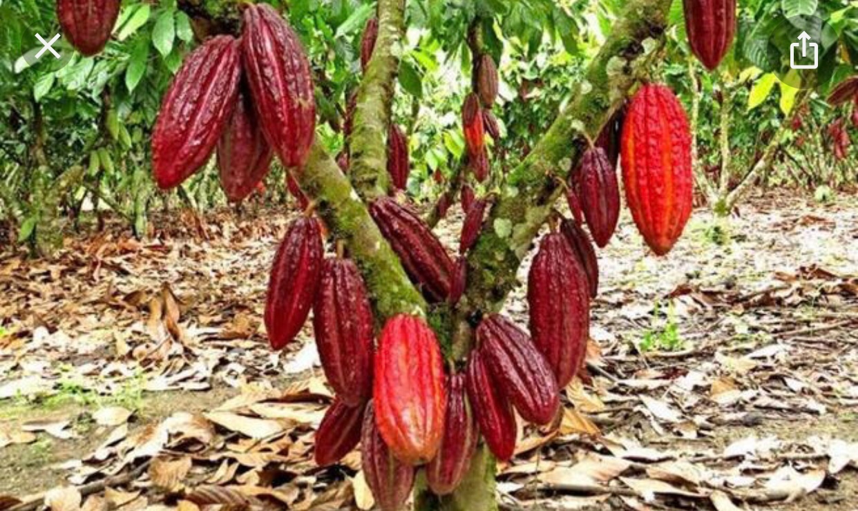 Vendo finca de cacao en producción  1