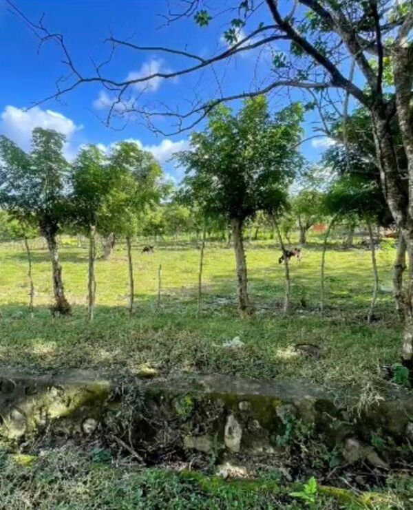 solares y terrenos - Finca de 63 tarea ubicada a 15 minutos del centro de Puerto Plata 4