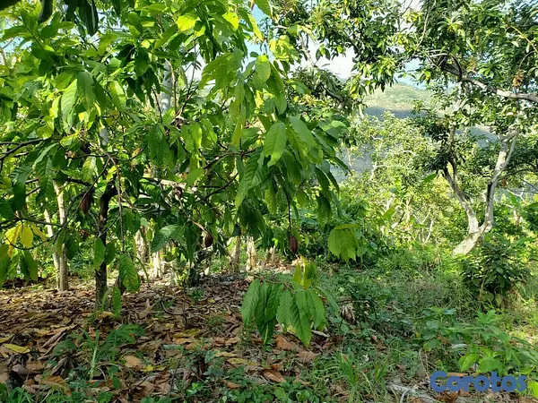 solares y terrenos - Finca de Aguacates en Venta en Paraíso, Barahona 4