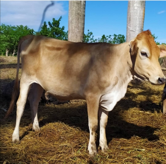 Novillas lecheras Holstein Jersey Suiza