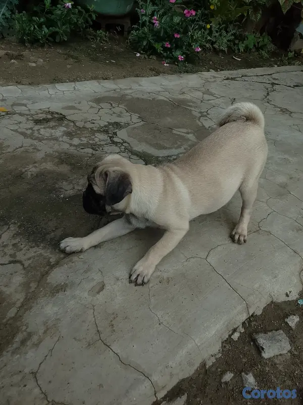 animales y mascotas - Perro pug 4