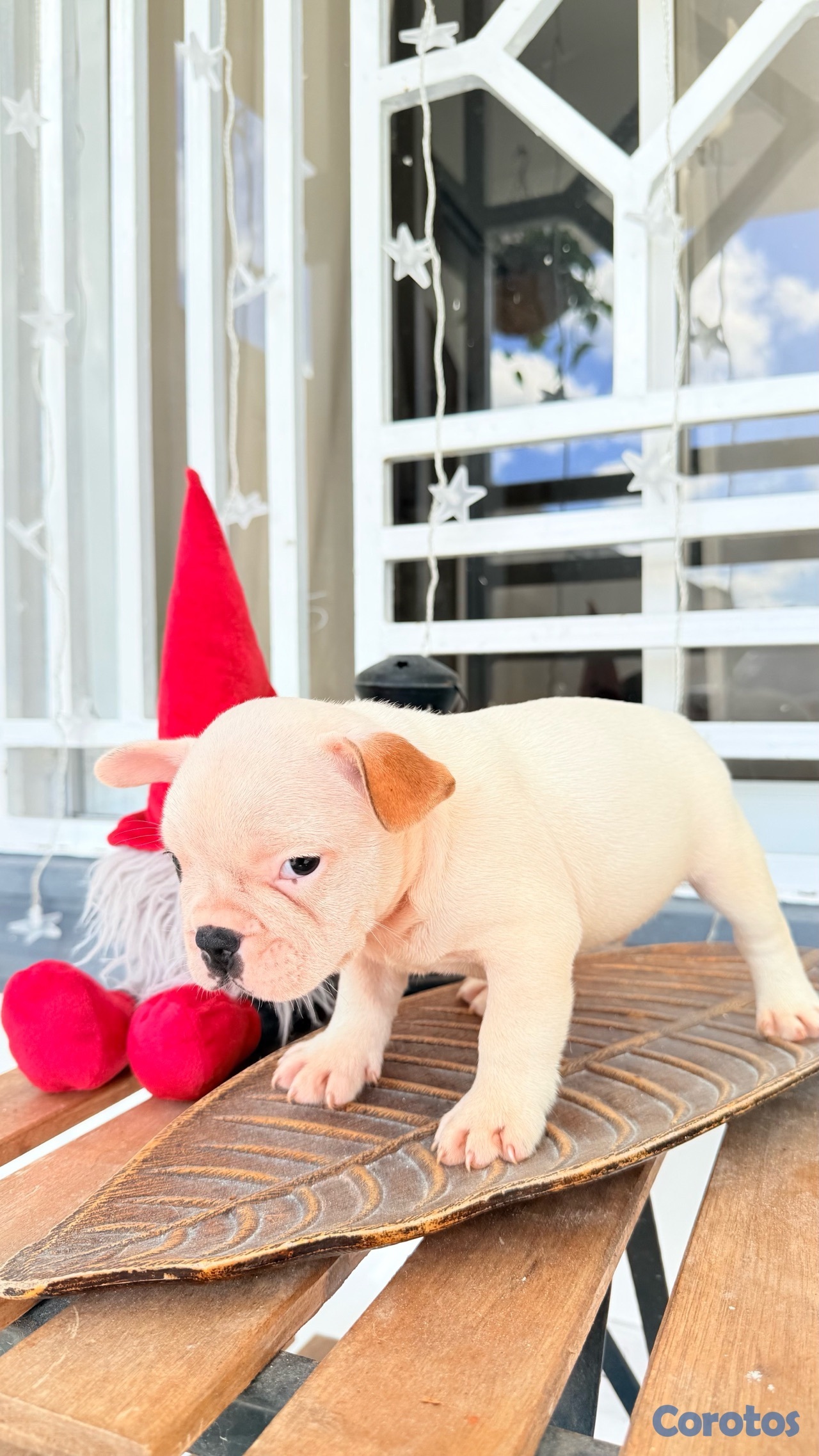 animales y mascotas - Bulldog Francés  2