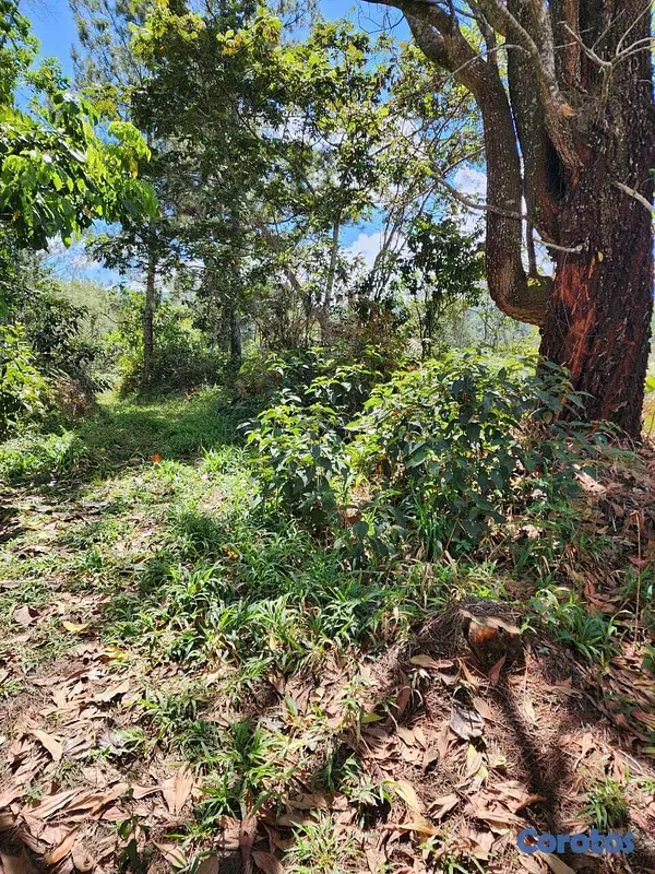 solares y terrenos - Terreno en venta en Constanza, La Vega 5
