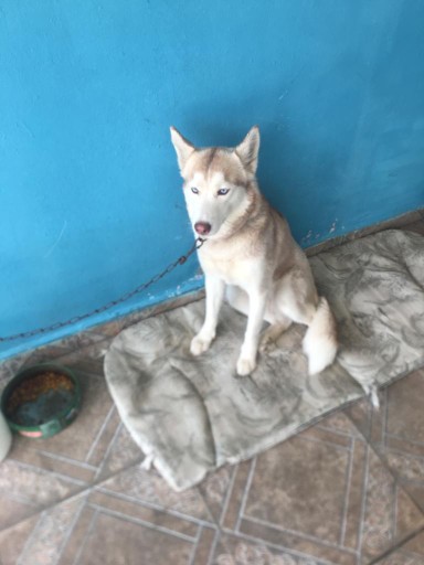 animales y mascotas - Perro lobo se llama maya