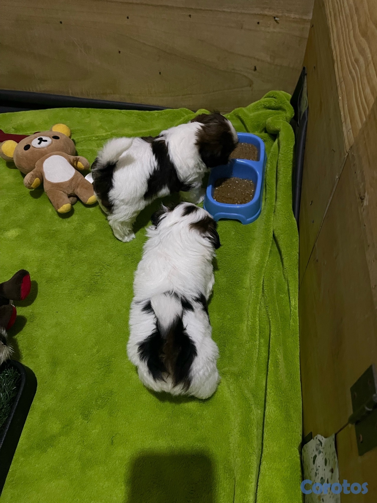 animales y mascotas - Shitzu hembras solo dos disponible 20,000 negociable 9