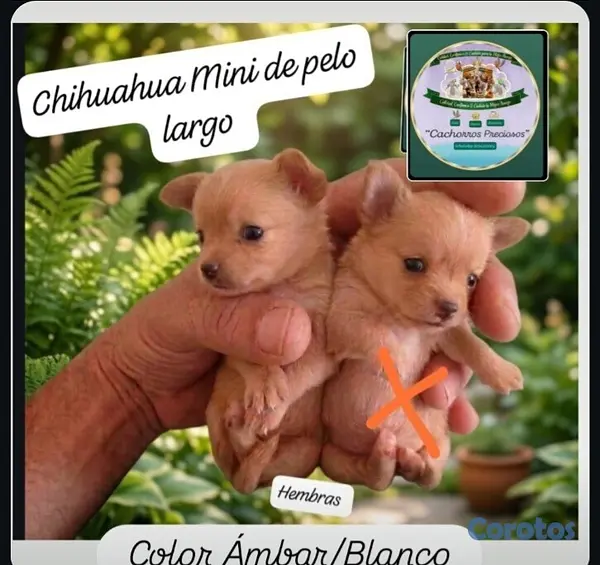 animales y mascotas - Chihuahua Mini de pelo largo  2