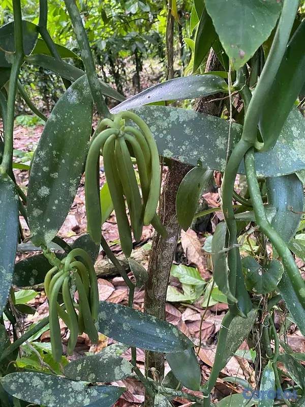 solares y terrenos - Finca de CACAO en El Valle de HATO MAYOR, 112 tare 6