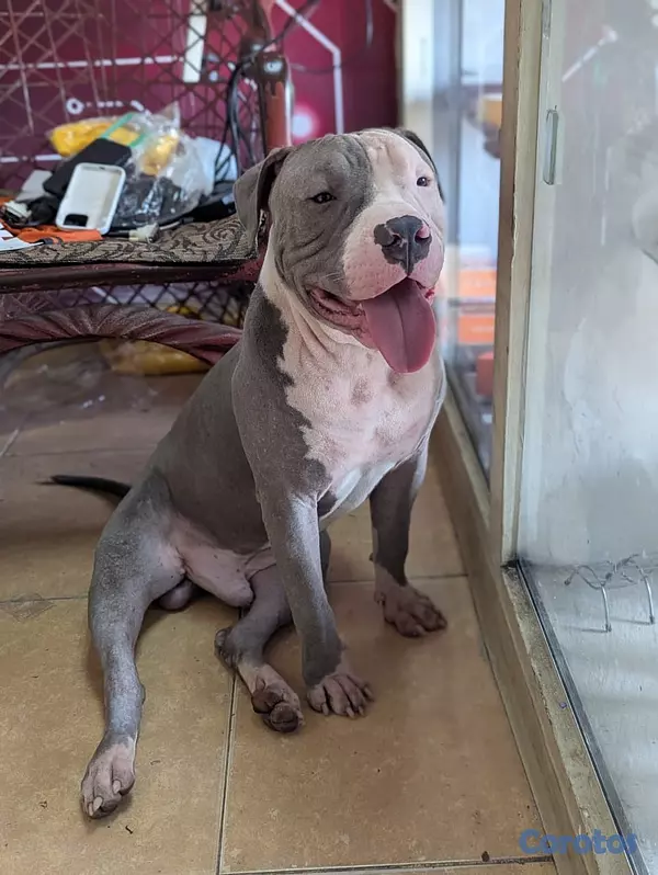 animales y mascotas - Venta de cachorros American Pittbull 3