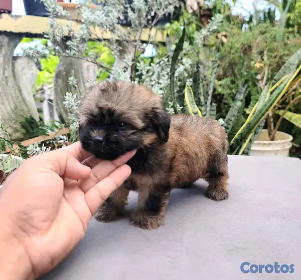 animales y mascotas - shihpoo macho  3
