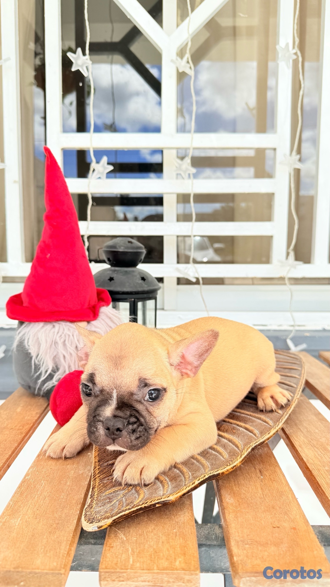 animales y mascotas - Bulldog Francés  10