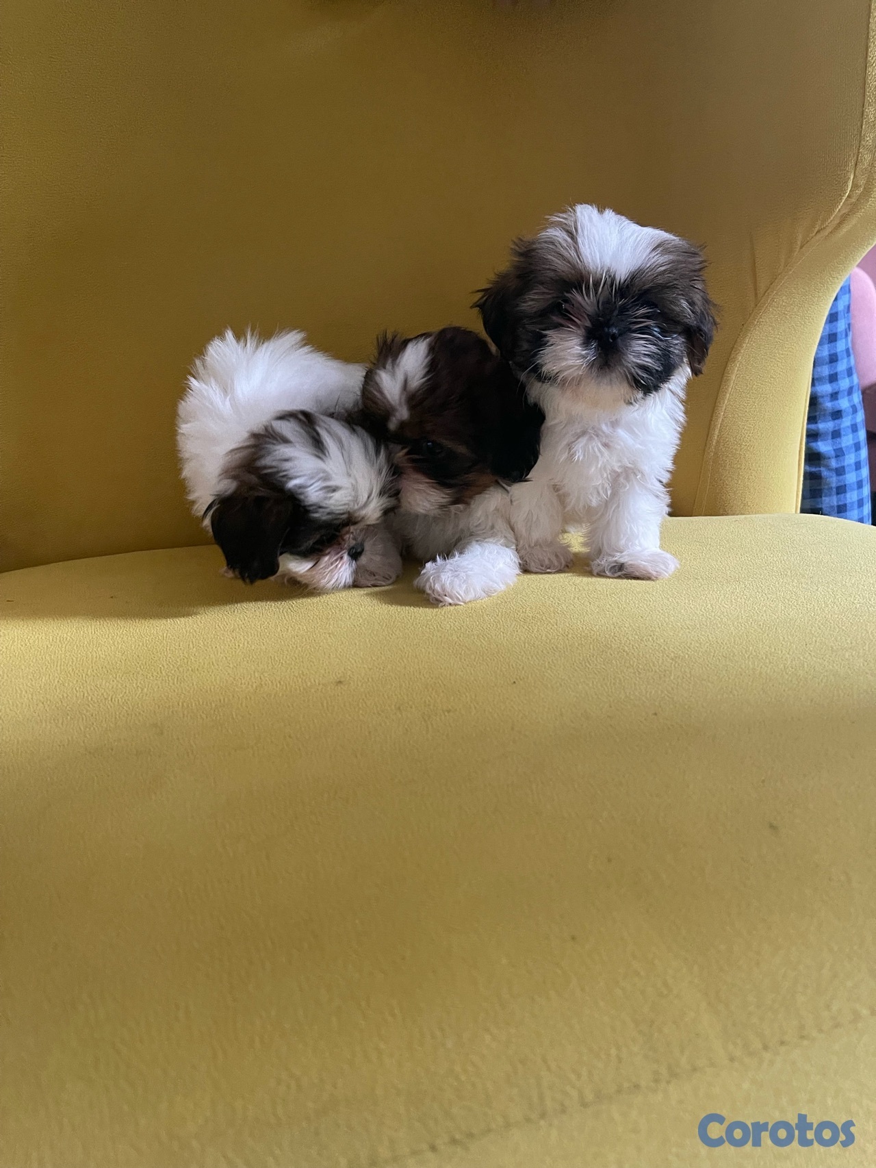 animales y mascotas - Shitzu hembras solo dos disponible 20,000 negociable 7