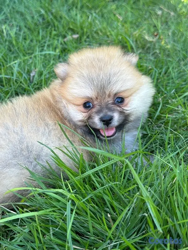 decoración y accesorios - pomerania Disponible  3