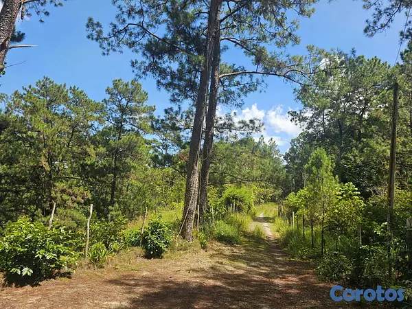 solares y terrenos - Terreno en Venta – Constanza 7