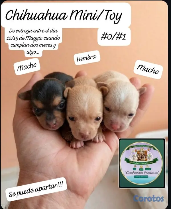 animales y mascotas - Chihuahua Mini/Toy/Micro 2