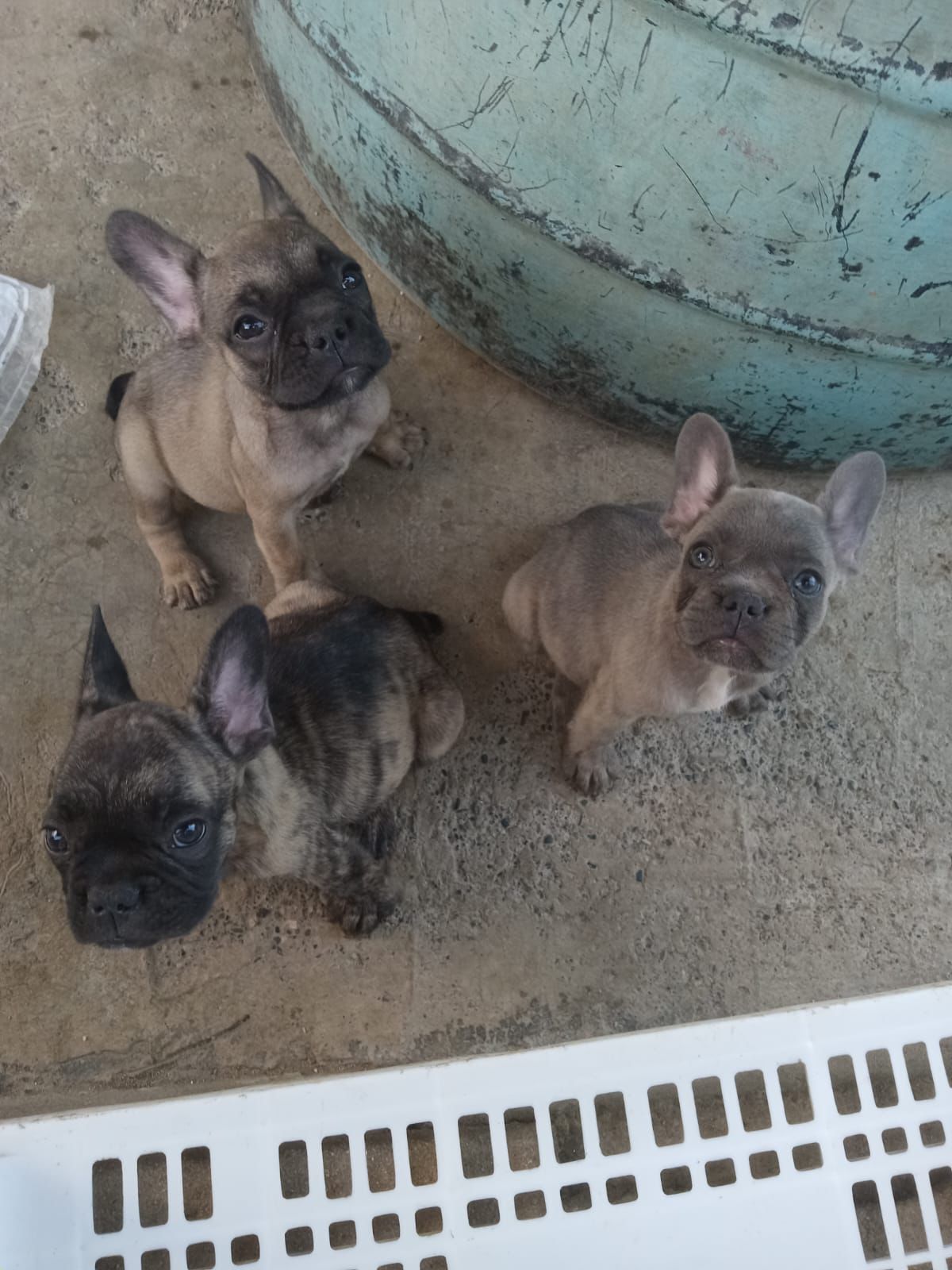 animales y mascotas - OFERTA CACHORRO BULLDOG FRANCES AMBOS SEXO EN SANT