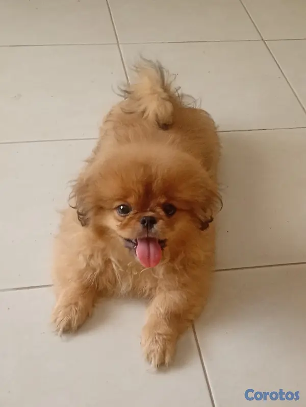 animales y mascotas - Pekines macho  5