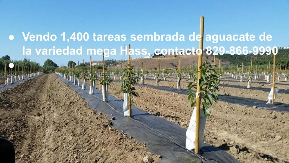 solares y terrenos - Vendo 1,400 tareas sembrada de aguacate de la variedad mega Hass