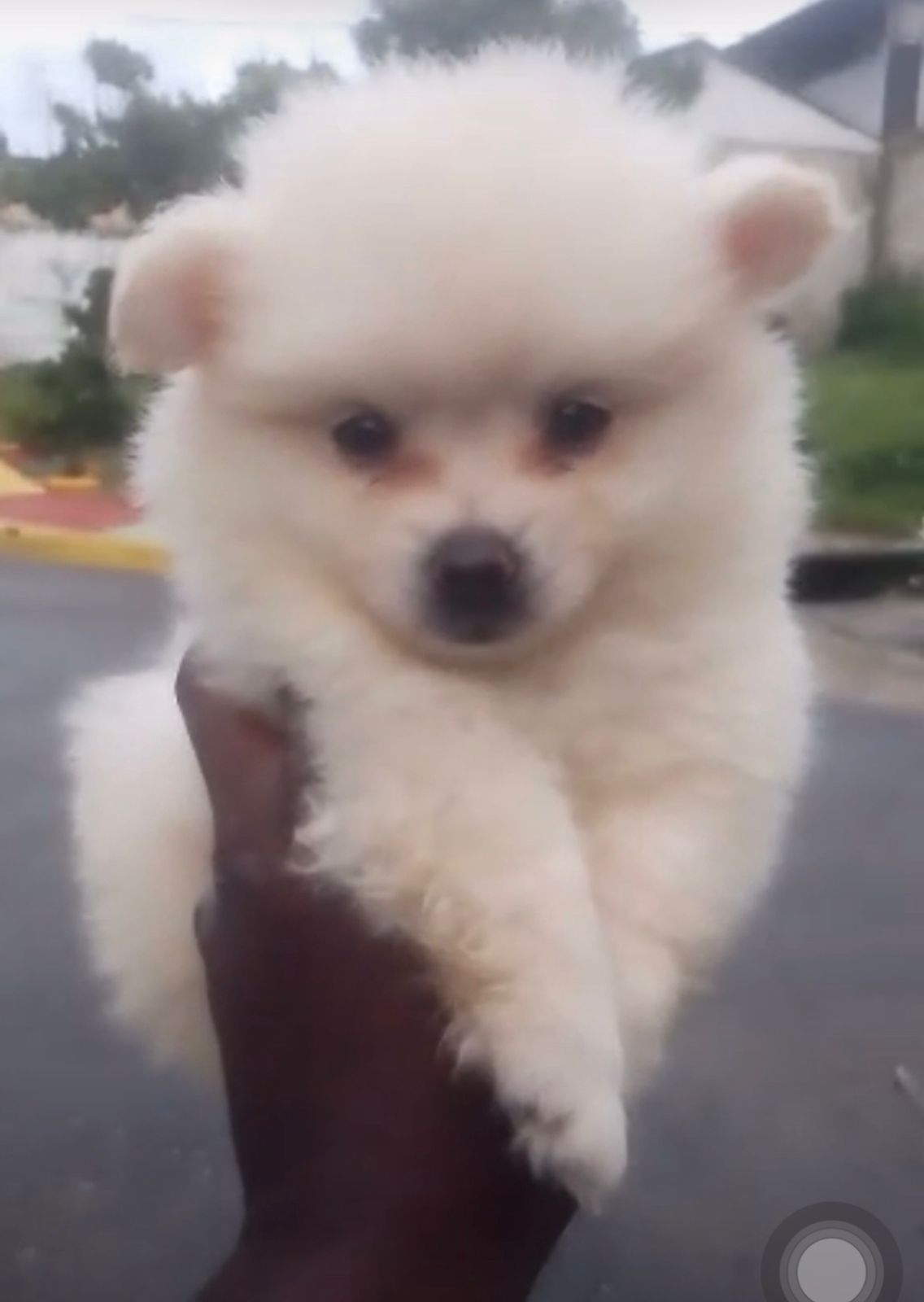 animales y mascotas - OFERTA CACHORRO POMERANIA MACHO SE ENTREGA CON TOD