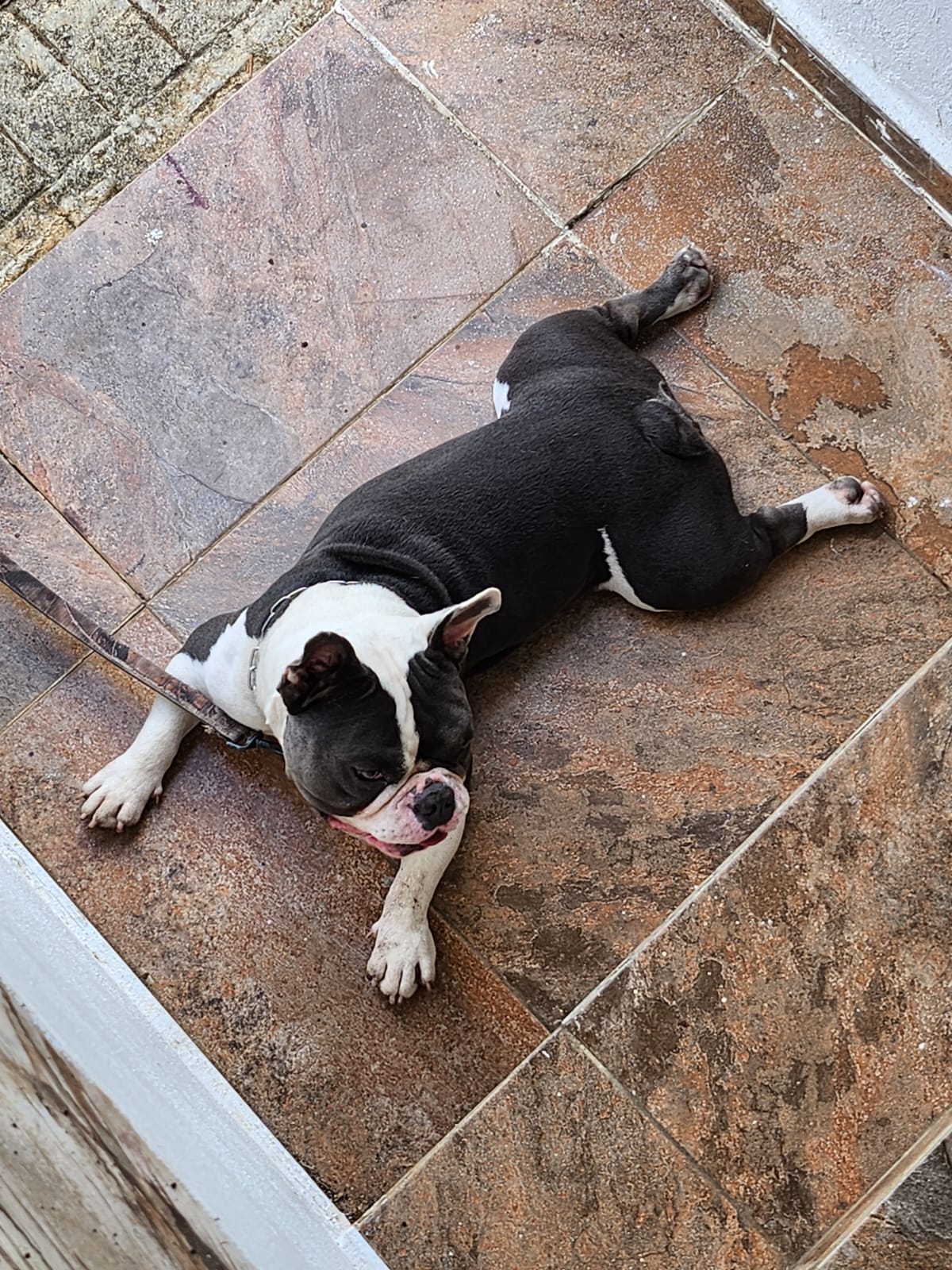 animales y mascotas - American bully Mezclado