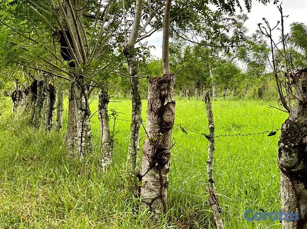 solares y terrenos - En Venta Finca Ganadera en Monte Plata el Hatillo Calle Asfaltada 3