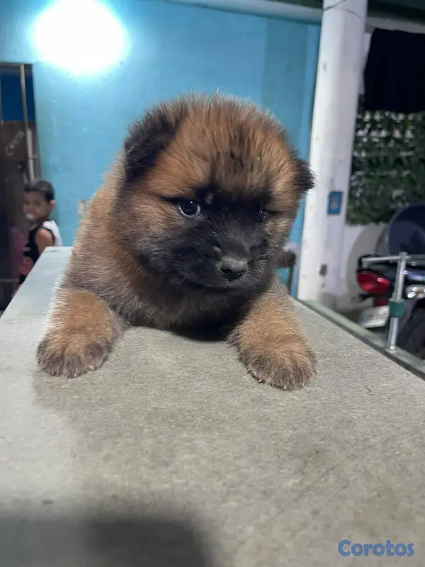 animales y mascotas - Chow Chow 2
