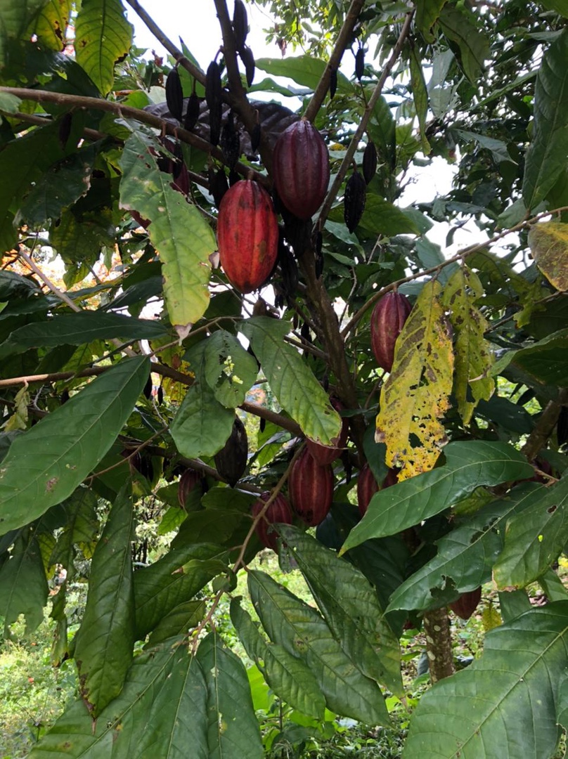Vendo finca de cacao en producción  8