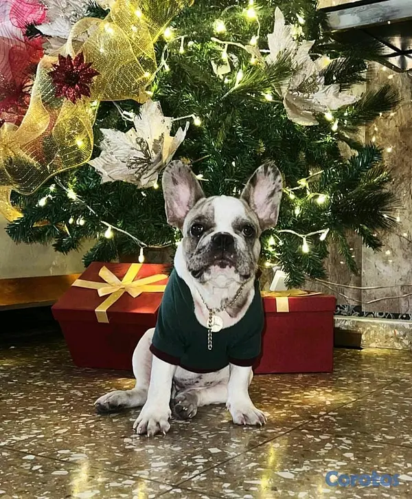 animales y mascotas - bulldog francés  8