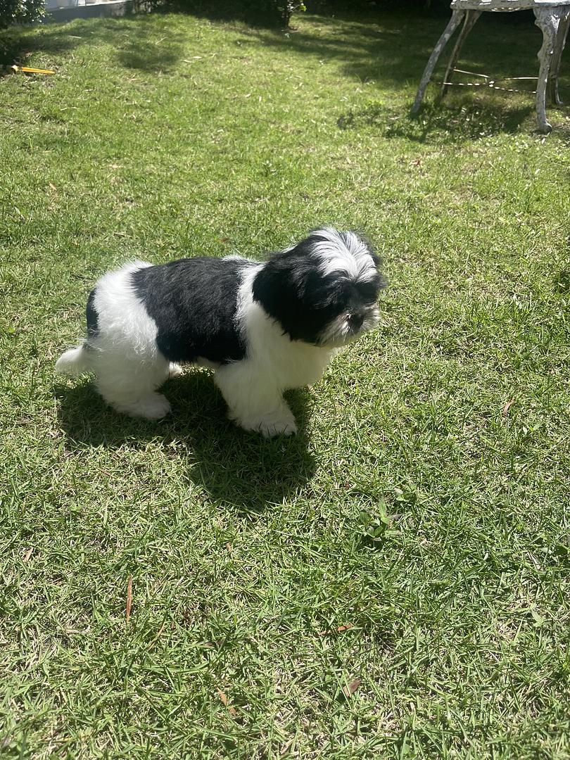 animales y mascotas - Cachorro de ShihTzu. no disponible. 1