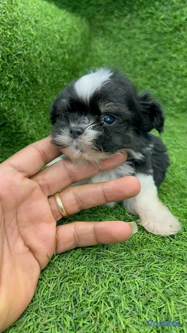 animales y mascotas - hermosos cachorritos shipoo mini 3