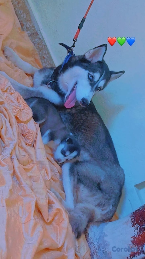 animales y mascotas - Perros panda 2