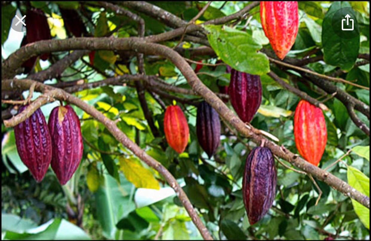 Vendo finca de cacao en producción  5