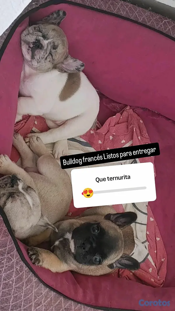 animales y mascotas - bulldog francés  5