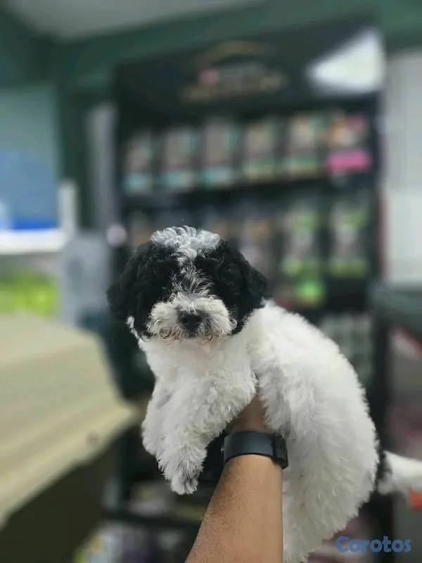 animales y mascotas - hermosos cachorritos shipoo 2