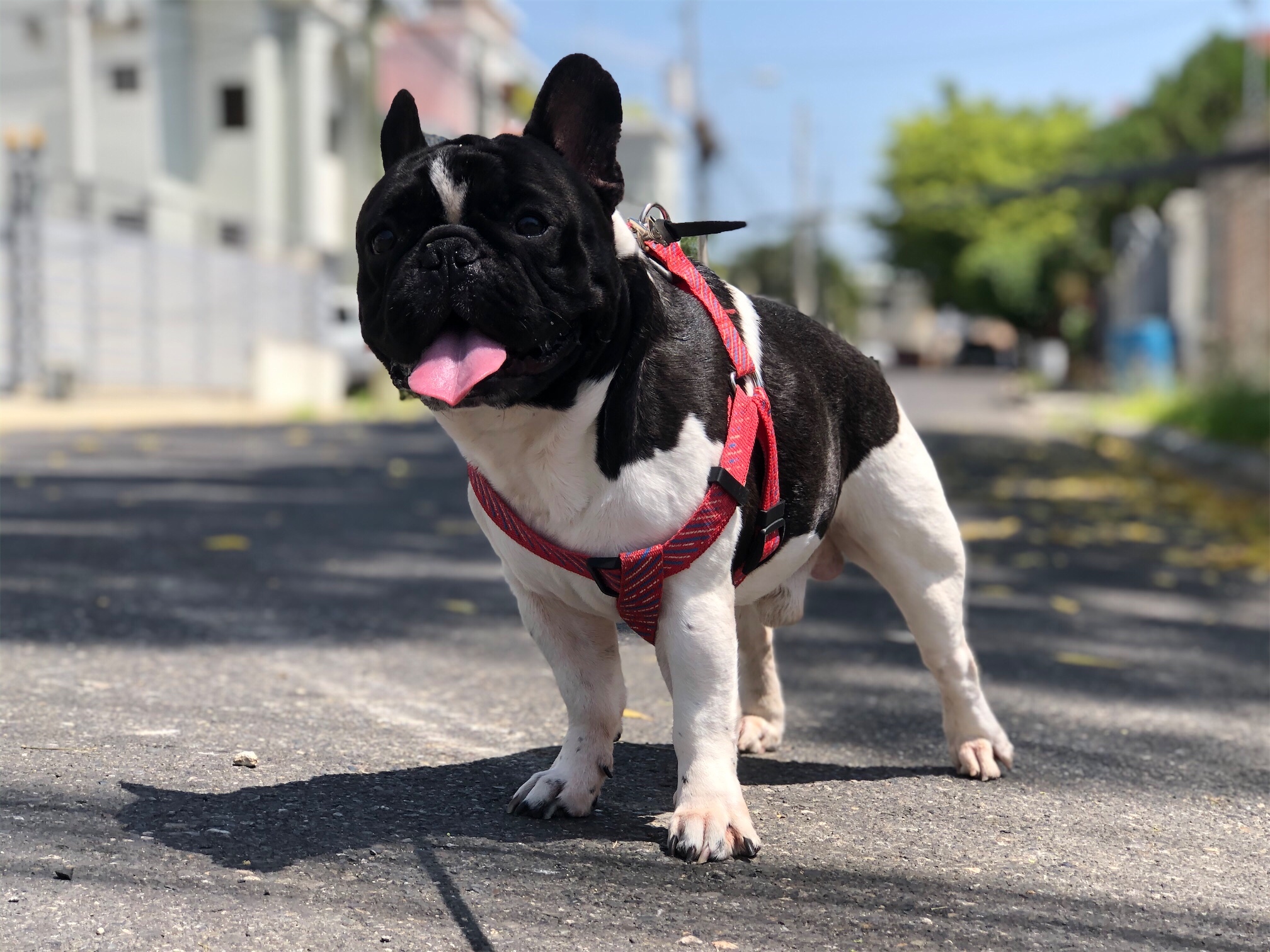 animales y mascotas - BULLDOG MINI TOY, Macho con Pedigree, buscando pareja con Pedigree!