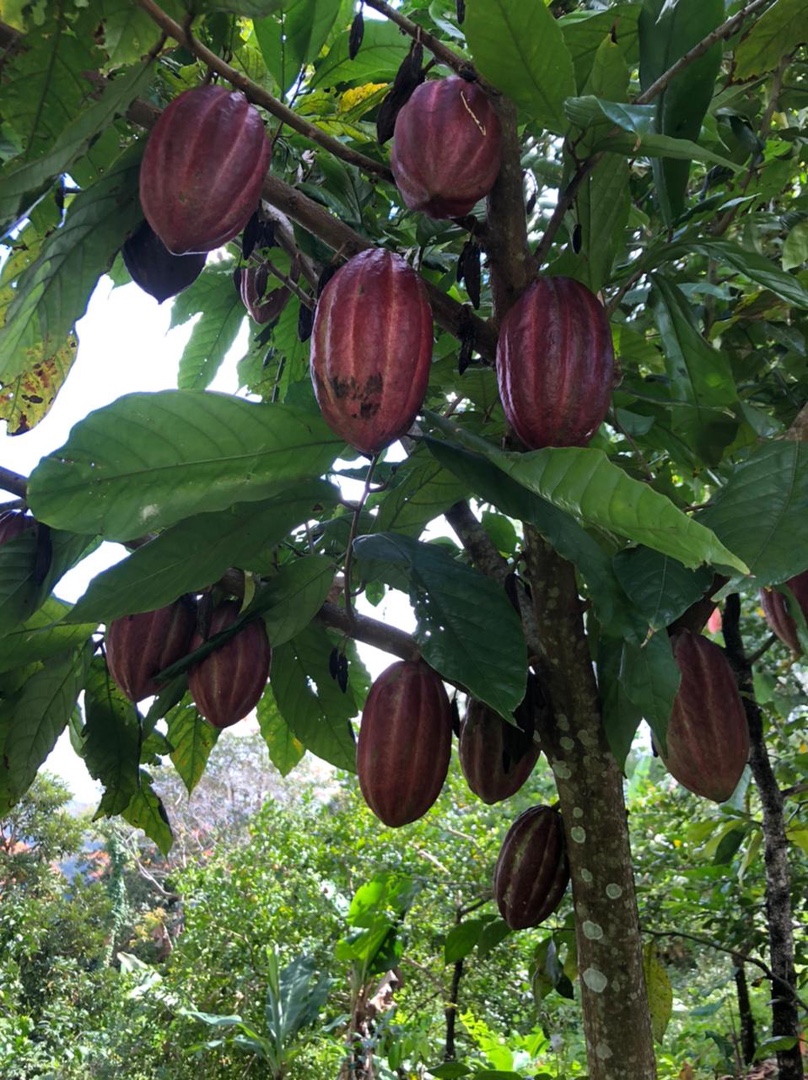 Vendo finca de cacao en producción  6