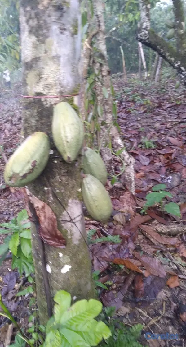 solares y terrenos - Finca de CACAO en El Valle de HATO MAYOR, 112 tare 5