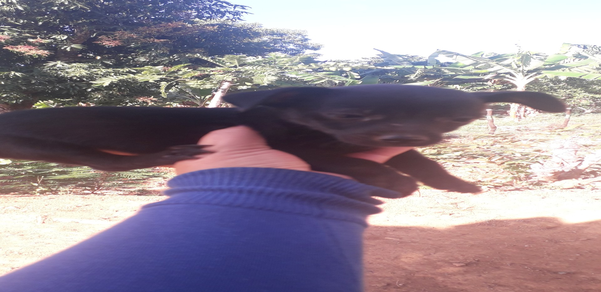 animales y mascotas - Perrita chiguagua #3 negra brillante, cabeza de venao de  2 meses 4